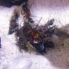Queen ID? March 21, Solenopsis Invicta? - last post by JJ32