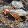 The Importance of Plants for Ant Diversity - last post by MrILoveTheAnts