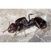 Lasius flavus hibernation? - last post by AkumaArtist