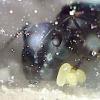 Dean's Crematogaster Cerasi journal - last post by dean_k