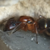 [Florida] Dorymyrmex bureni queens for sale - last post by super_oil