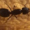 Ants in Denmark - last post by Deluga