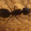 Deluga's Lasius brunneus Journal - last post by Deluga