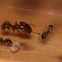 Redwood Forest Ant Diversity? - last post by Myrmicinae