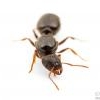 Ants Not Moving into New Test Tube - last post by HongKongAnter