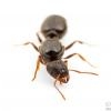 Hawaiiant's Brachymyrmex Obscurior - last post by HongKongAnter