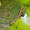Camponotus Sanctus nuptial flight question. - last post by Spamdy