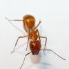 How polygynous is Pheidole pilifera - last post by akaant