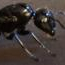 Camponotus Lavigatus - Problems Colony founding - last post by ragingbananas