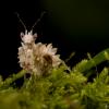 ? Orange black beetle. Medicine Hat area - last post by MegaMyrmex