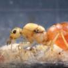 Nurbs' Camponotus sansabeanus Journal - last post by nurbs