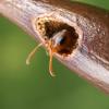 Solenopsis Xyloni flying around in SoCal tonight - last post by kellakk