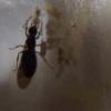 Camponotus novaeboracensis Flight - last post by Volant
