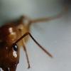 Theantguy's Myrmecocystus romainei Journal - last post by TheAntGuy