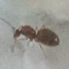 Looking to buy ants in Rhode Island, US - last post by Aquaexploder
