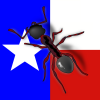 Camponotus indigestion? - last post by Ants_Texas