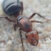Ant ID needed - last post by Mettcollsuss