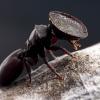 Brevard County, Florida (U.S.) - Possible Pheidole Queen? - last post by Omni