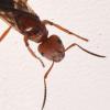 Red Ant in District of North Vancouver, BC, Canada 9/2/2017 - last post by proto