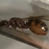 Ant ID Request (workers) - last post by Zxirl