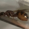 ID - Iowa - Myrmica sp. ? - last post by Zxirl