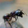 Crematogaster sp. care questions - last post by Canadant