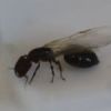 Messor barbarus and sensitivity to vibration - last post by skocko76