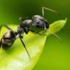 Some solitary stingless bee living in cacti pot ID - last post by AntPhycho