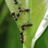 Is it legal to buy an ant queen in europe? - last post by lucas3431