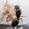 Young Tetramorium colonies (San Jose, CA) $15 ea. - last post by indignant