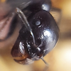 Camponotus barbaricus ( Krogzax ants ) - last post by Krogzaxants