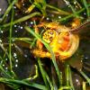 Small orange queen ant ID? DALLAS North Texas - last post by Studio