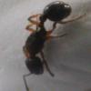 Queen Ant ID (Pheidole sp.) (Trabuco Canyon, CA) (5-27-2015) - last post by Jonathan21700