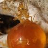 Rehoming small Myrmecocystus mexicanus colony - last post by YsTheAnt