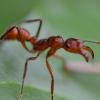 Cyphomyrmex/Trachymyrmex/Mycetosoritis Setup Ideas? - last post by sericultivist