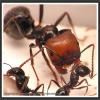 Messor barbarus: Hibernation or not? - last post by GeoKoen