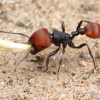 List of polygynous ant species - last post by Derpy
