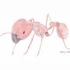 College (Entomology) - last post by AnthonyMarkman
