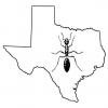 Ant nuptial flight in texas - last post by AntsTexas