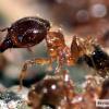 Pheidole adrianoi in Centra... - last post by kalimant