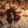 Leaf-Cutting Ants - Research Project - last post by kalimant
