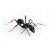 What ants live in Bulgaria? - last post by MatthewPL
