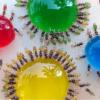 Ant ID (Myrmecocystus sp.) (Needles, California) (11-21-2016) - last post by Nexus