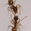 Needing help getting native fire ant specimens, esp. western species - last post by C Carl