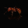 Camponotus Pennsylvanicus (Texas) - last post by Ants4fun