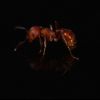 Two New Inquiline Parasites of Nylanderia from the American Southeast - last post by Ants4fun