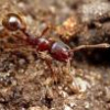 Ants drown after hibernation... - last post by ZllGGY