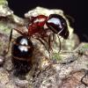 Queen ant - last post by Jadeninja9