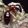 RIP Camponotus Queen - last post by Jadeninja9