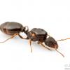 What time of day does Camponotus Fly? - last post by Will230145